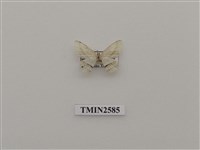 藏品(尺蛾95)的圖片